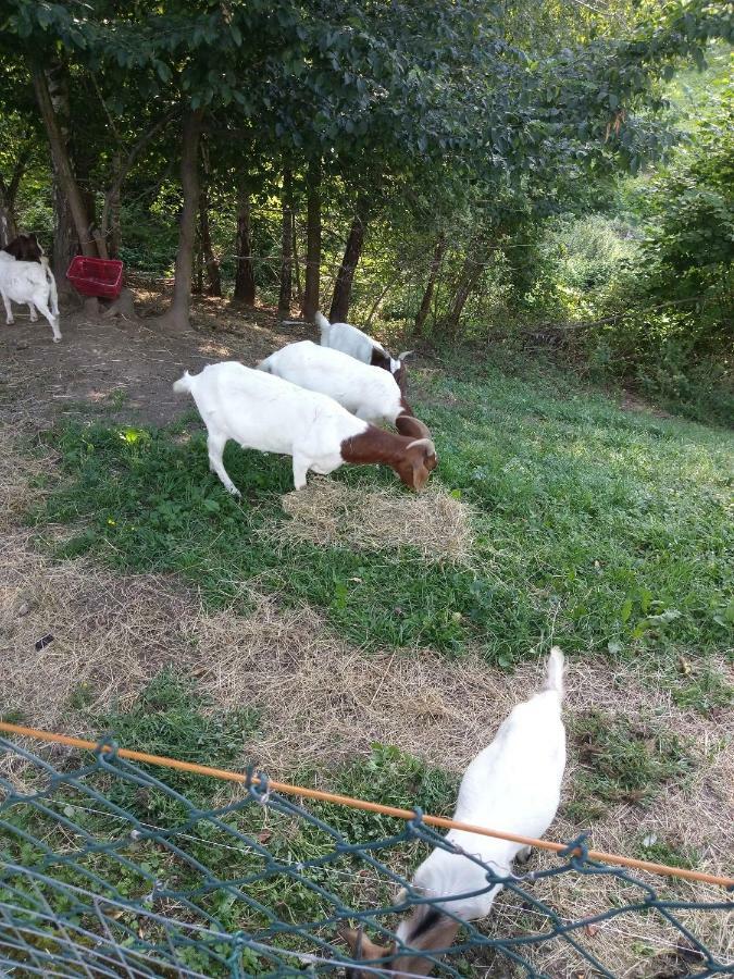 Sostanj Velenje Ravne Sobe Rooms Vrtacnik D O O Exterior foto